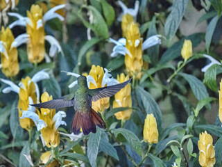 White-bellied woodstar, Chaetocercus mulsant, sucks nectar from a yellow flower. Valle Del Cocora, Quindio Department. Wildlife in Colombia