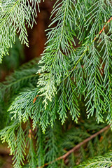 branches of a pine