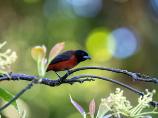 Crimson-backed Tanager, Ramphocelus dimidiatus, sits on a thin twig and looks around Wildlife in Colombia