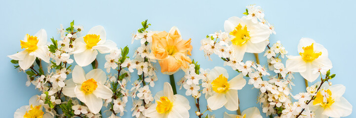 Festive banner with spring flowers, white daffodils and flowering cherry branches on a light blue pastel background