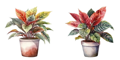  croton plant in a pot watercolor vector illustration ( © Finkha