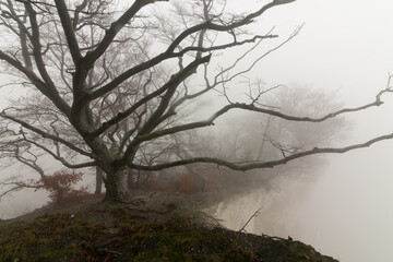 Baum ohne Blätter im Nebel an der Kreideküste.