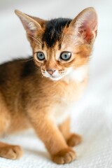 Small little newborn kitty, wild-colored kitten of Abyssinian cat breed on soft white blanket playing in bed. Funny fur fluffy kitty at home. Cute pretty brown red pet pussycat, gray eyes