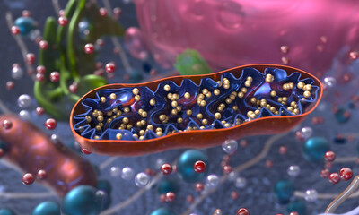 Mitochondria inside a eukaryotic cell. 3d illustration