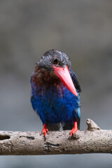 The Javan kingfisher is perched enjoying solitude while observing the surrounding environment to hunt and look for prey to eat