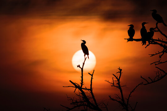 cormorant silhouette at Bharatpur Keuladeo Bird Sanctuary