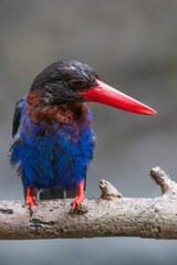 The Javan kingfisher is perched enjoying solitude while observing the surrounding environment to hunt and look for prey to eat