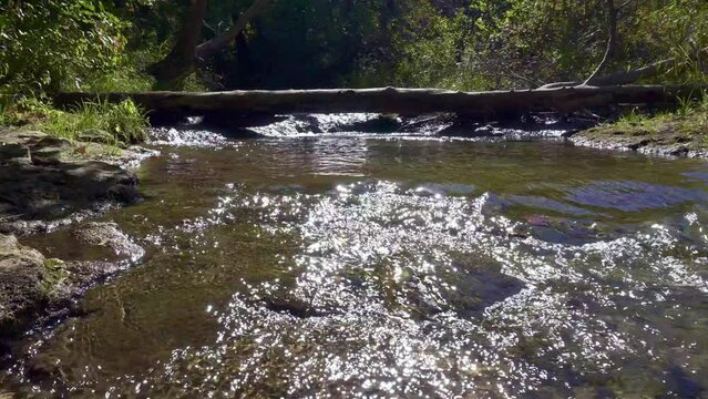 Travertine Creek in Chickasaw National Recreation Area. Log over freshwater creek. 