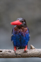 The Javan kingfisher is perched enjoying solitude while observing the surrounding environment to hunt and look for prey to eat
