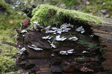 Postia floriformis, a polypore growing on spruce stump in Finland, no common English name