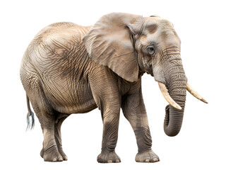 Obraz premium African elephant (Loxodonta africana), Amboseli National Park Kenya East Africa 