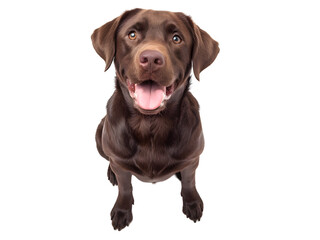 Studio headshot portrait of Chocolate Labrador retriever with tongue out against a white background