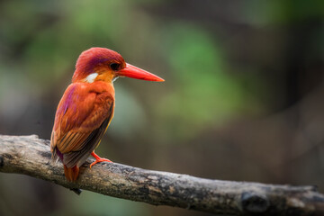 A rufous-backed kingfisher is perched on a tree branch in a lowland tropical forest and watches its surroundings for food