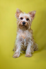 yorkshire terrier portrait