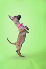 Fototapeta premium Chihuahua