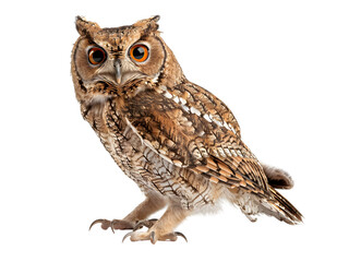 Great Horned Owl, Bubo Virginianus Subarcticus, in front of white background