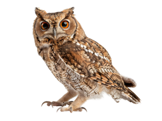 Great Horned Owl, Bubo Virginianus Subarcticus, in front of white background