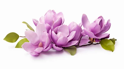 Gordijnen Purple magnolia flower Magnolia Felix isolated © doly dol
