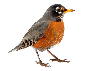 Robin (Erithacus rubecula) isolated on white background