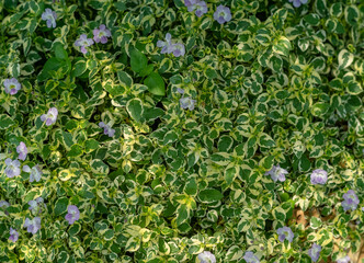 Green leaves background. Nature background