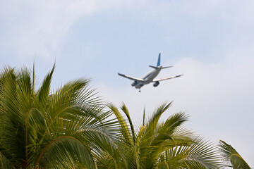 View through palm leaves to airplane flying in sky. Passenger plane at flight, tropical vacation concept