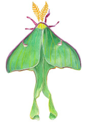 Luna Moth png clipart Green Animal hand-painted illustration