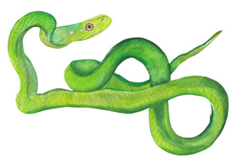 Naklejka premium Green mamba Tropical Snake clipart Animal hand-painted illustration Png cut file