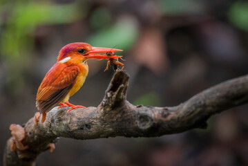 A rufous-backed kingfisher is perched on a tree branch in a lowland tropical forest and watches its surroundings for food