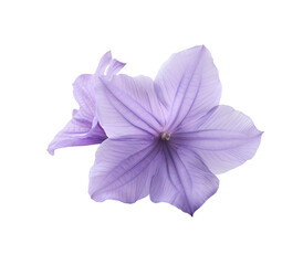 Balloon Flowers isolated on transparent background. PNG file	