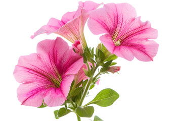 Petunia Flowers isolated on transparent background. PNG file	