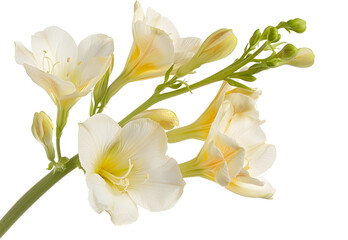 Freesia Flowers isolated on transparent background. PNG file	