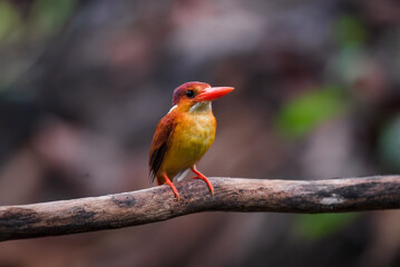 A rufous-backed kingfisher is perched on a tree branch in a lowland tropical forest and watches its surroundings for food