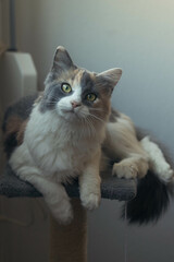 Gato encima de su rascador