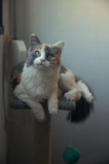 Gato encima de su rascador