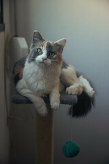Gato encima de su rascador