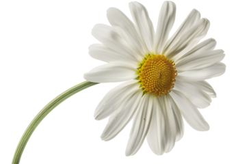 Daisy flower isolated with hand made clipping path
