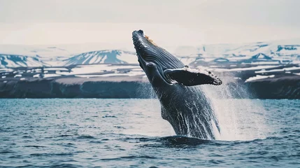Poster Whale watching in Iceland, majestic creatures breaching near the coast. © Khritthithat
