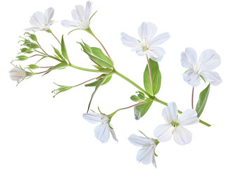 Soapwort flower isolated on transparent background. PNG file
