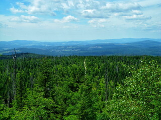 New growth thrives in a forest once marred by blight