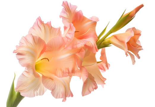 Gladiolus flower isolated on transparent background. PNG file