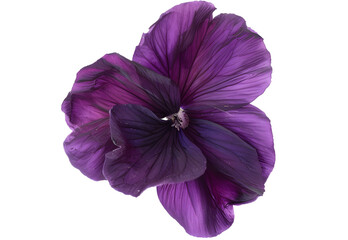 Violet flower isolated on transparent background. PNG file