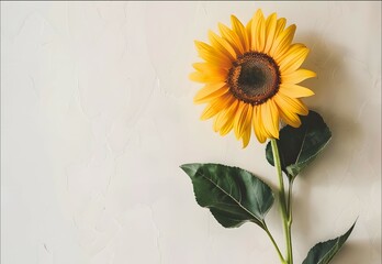 Sunflower natural background, Sunflower blooming, Sunflower oil improves skin health and promote cell regeneration - obrazy, fototapety, plakaty