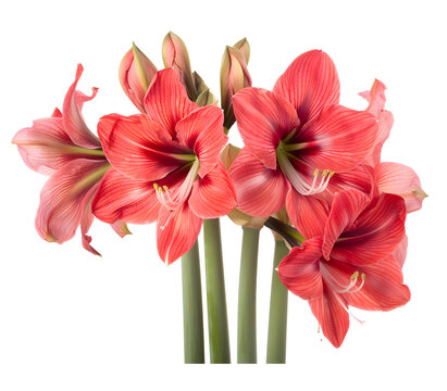 Amaryllis Flower isolated on transparent background. PNG file