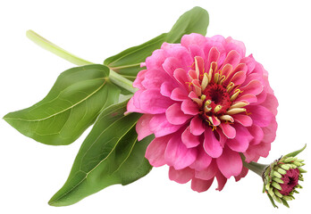 Zinnia Flower isolated on transparent background. PNG file