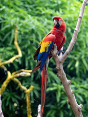 Scarlet Macaw, Ara macao, sits on a dry branch in nature. Magdalena. Colombia