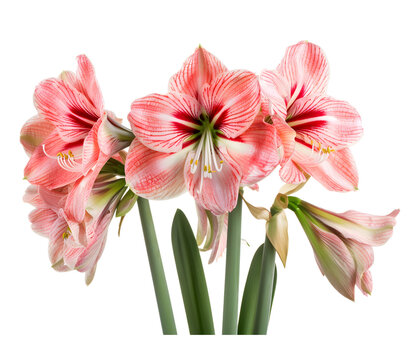 Amaryllis Flower isolated on transparent background. PNG file