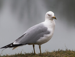 Seagull against water background