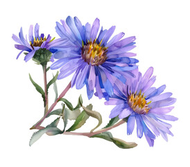 Aster Flowers watercolor illustration painting botanical art.
