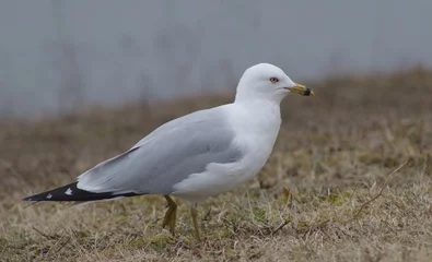 Seagull on shore of pond © Daniel
