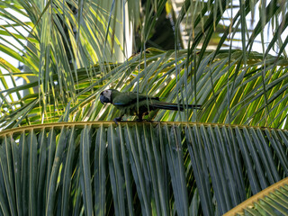 Chestnut-fronted macaw or severe macaw, Ara severus, Malagana.  Wildlife  in Colombia